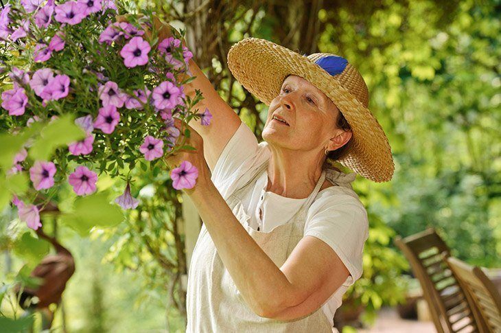 A-woman-taking-care-of-hanging-petunias-how-to-deadhead-petunias 