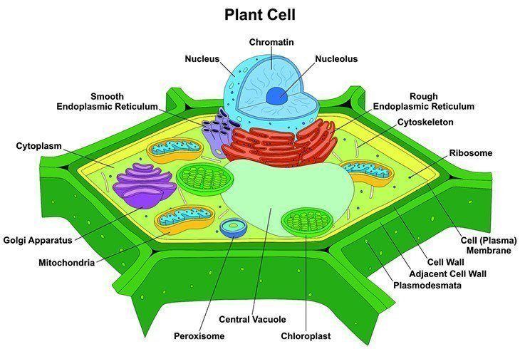 Bisection-of-a-leaf-cell-why-is-photosynthesis-important