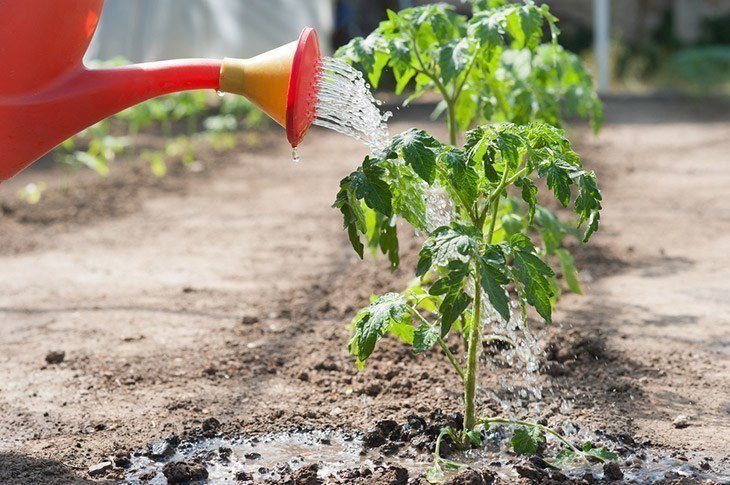 Effects-of-Spacing-on-Tomato-Growth-how-far-apart-to-plant-tomatoes