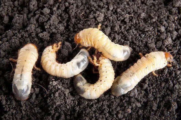Five grubs laying in soil Five-grubs-laying-in-soil-how-to -get-rid-of-June-bugs