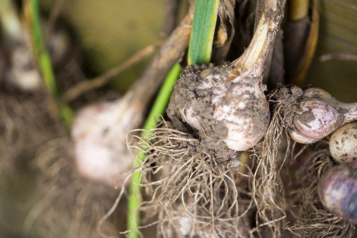 Garlic-bulbs-after-harvested-from-garden-how-to-grow-garlic-indoors
