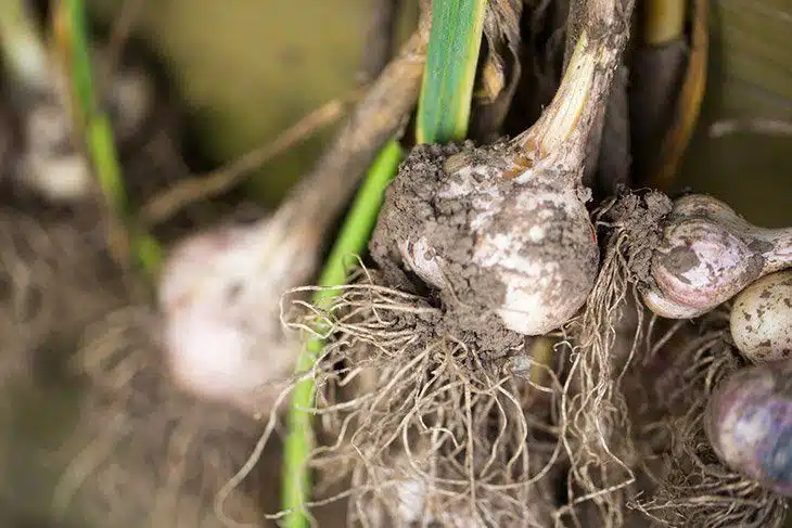 Garlic-bulbs-after-harvested-from-garden-how-to-grow-garlic-indoors Garlic-bulbs-after-harvested-from-garden-how-to-grow-garlic-indoors