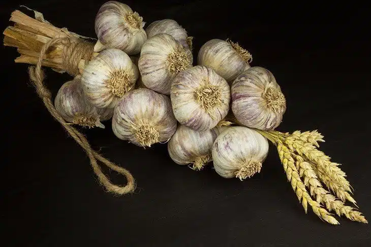Garlic-bulbs-hanging-to-dry-in-braid-how-to-grow-garlic-indoors Garlic-bulbs-hanging-to-dry-in-braid-how-to-grow-garlic-indoors
