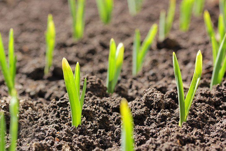 Garlic-sprouts-emerging-out-of-soil-how-to-grow-garlic-indoors