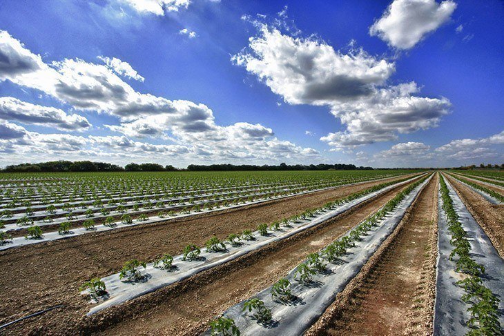 Ground-Coverage-how-far-apart-to-plant-tomatoes