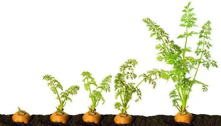 Phases of carrot growth Phases-of-carrot-growth-what-does-carrot-sprout-look-like