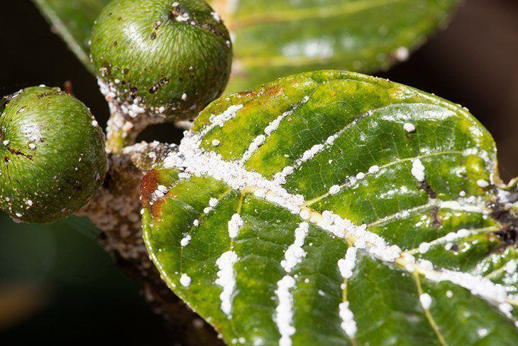 Plant-infested-with-mealybugs-how-to-get-rid-of-mealybugs