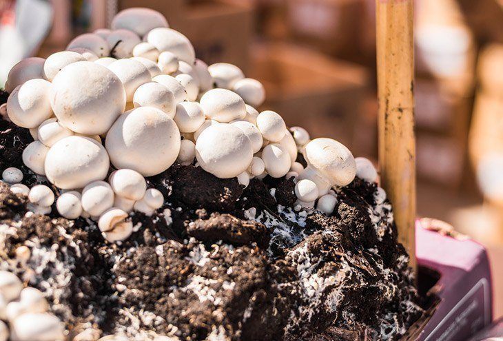 Portobello-mushrooms-growing-how-to-grow-portobello-mushrooms