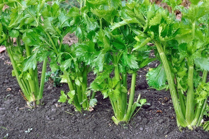 Row-of-celery-growing-in-garden-how-long-does-celery-last