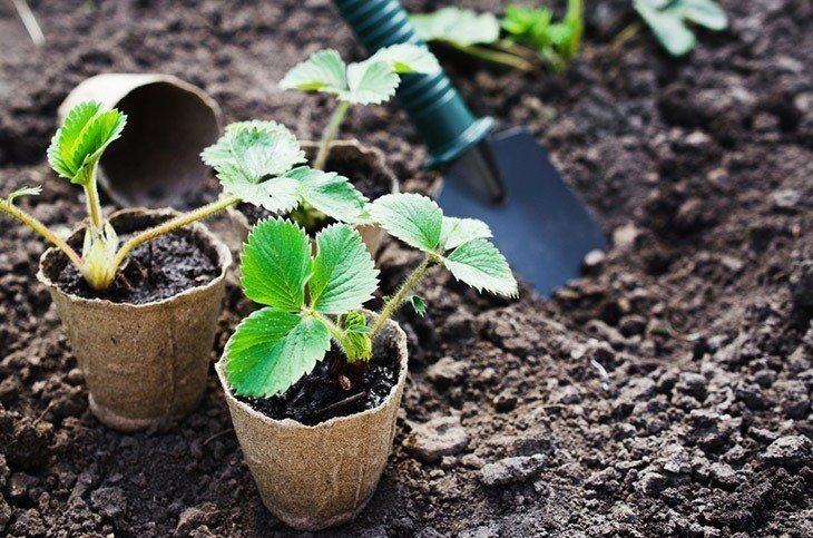 When to Transplant Seedlings: Learn All You Need to Know When to Transplant Seedlings: Learn All You Need to Know