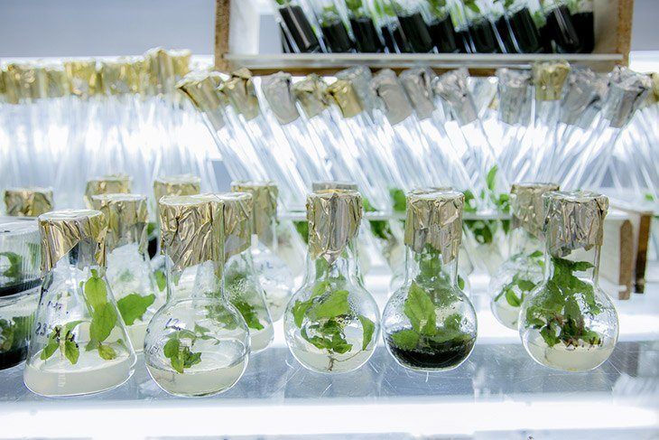 Testing-the-process-of-photosynthesis-why-is-photosynthesis-important
