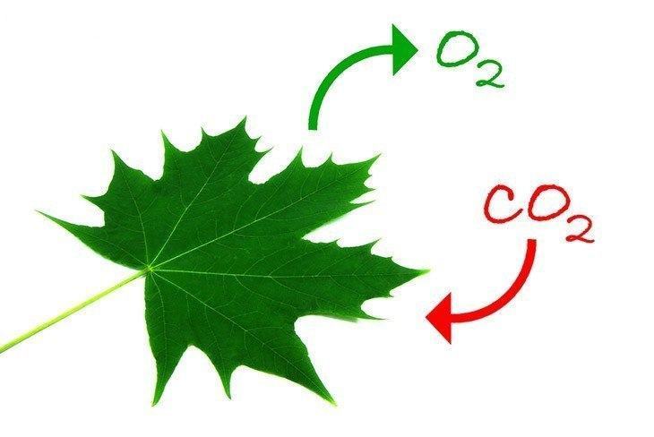 The-process-of-photosynthesis-Human-taking-care-of-nature-why-is-photosynthesis-important