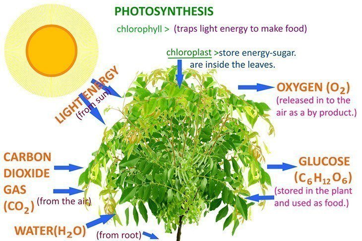 The-process-of-photosynthesis-expounded-why-is-photosynthesis-important