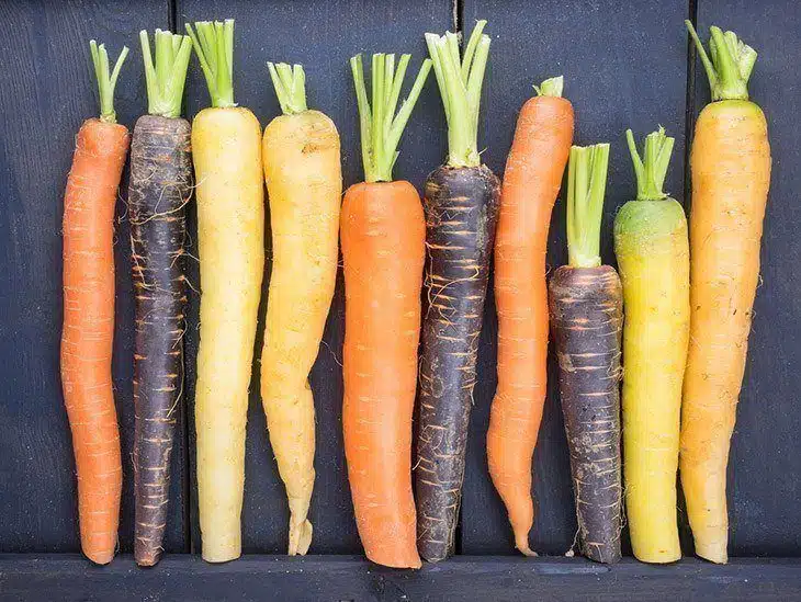 Types of carrots Types-of-carrots-what-does-carrot-sprout-look-like