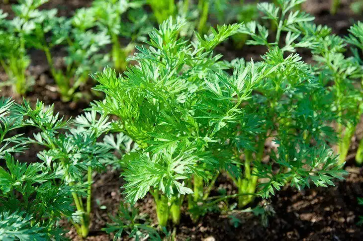 Young carrot sprouts in the field Young-carrot-sprouts-in-the-field-what-does-carrot-sprout-look-like