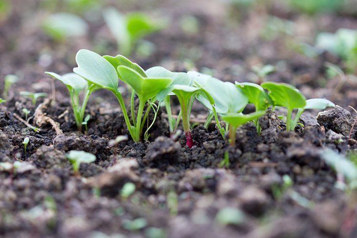 Young-radishes-in-a-seedling-how-to-store-radishes