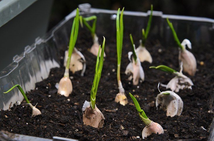 garlic-planted-into-small-pot-correctly-how-to-grow-garlic-indoors