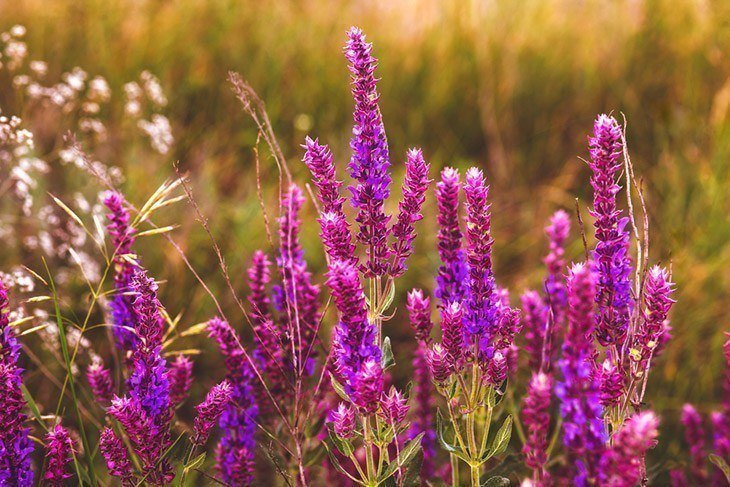 What Does Sage Smell Like: The Best Answer Will Surprise You! What Does Sage Smell Like: The Best Answer Will Surprise You!