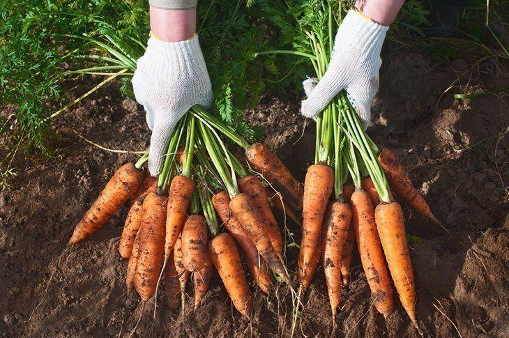 Carrots-held-by-gloved-hands-in-dirt-How-Long-Do-Carrots-Last