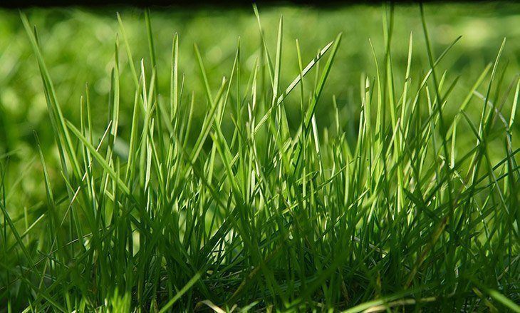 Focus-on-green-full-grass-how-to-keep-birds-from-eating-grass-seed