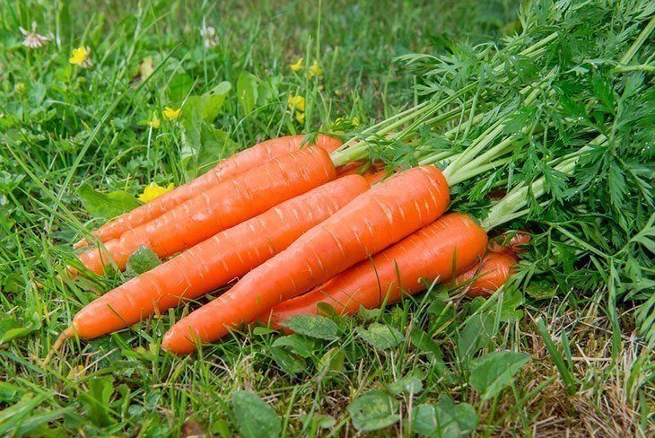 Group-of-carrots-lay-on-grass-How-Long-Do-Carrots-Last
