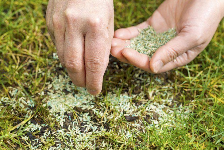 Hand-holding-palmful-of-grass-seeds-how-to-keep-birds-from-eating-grass-seed