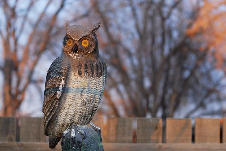 Plastic-owl-meant-to-deter-birds-how-to-keep-birds-from-eating-grass-seed