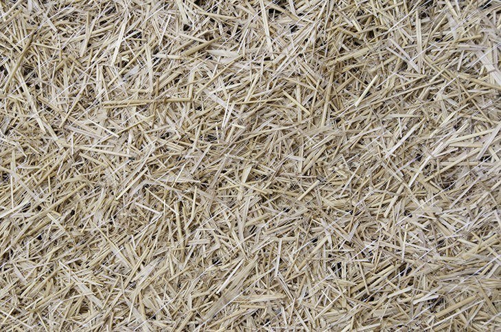 Straw-covering-grass-seed-to-germinate-how-to-keep-birds-from-eating-grass-seed