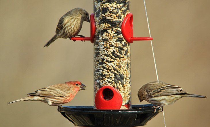 Three-finches-on-birdfeeder-how-to-keep-birds-from-eating-grass-seed