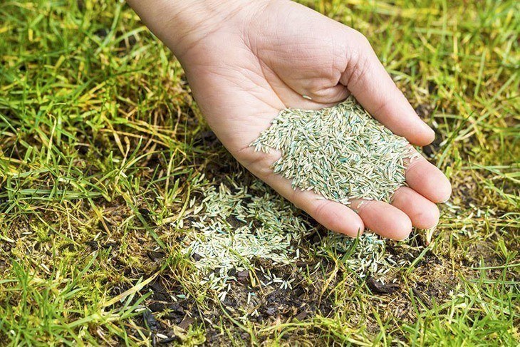 Woman hand full of grass seed _How Long for Grass Seed to Germinate