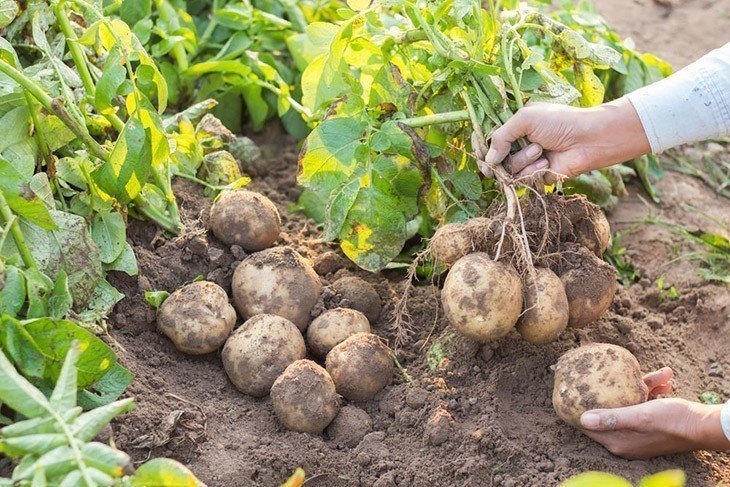 Harvesting-potato-plants-how-long-do-potatoes-take-to-grow