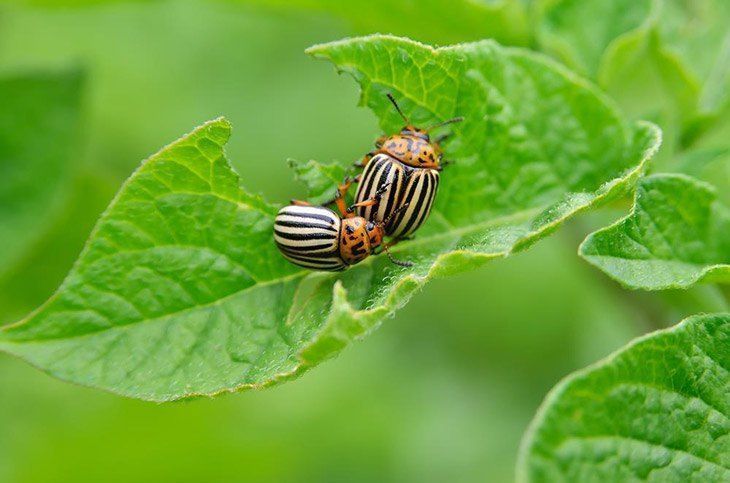 Pest-invasion-on-a-potato-farm-how-many-potatoes-per-plant