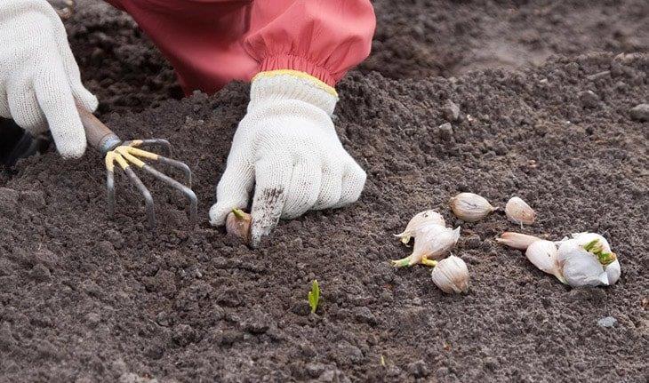 Planting-garlic-cloves-outside-how-many-cloves-in-a-head-of-garlic