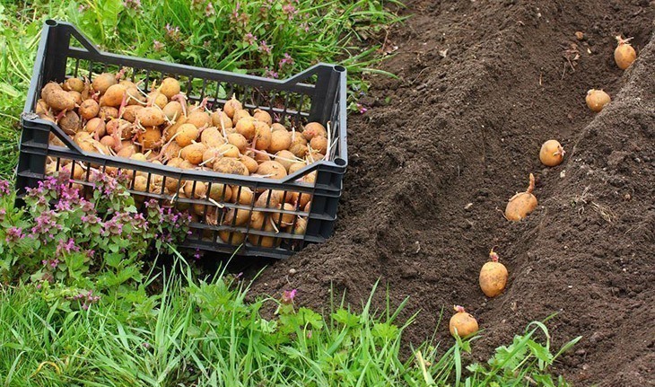 Rows-of-seed-potatoes-planted-How-Long-Do-Potatoes-Take-to-Grow