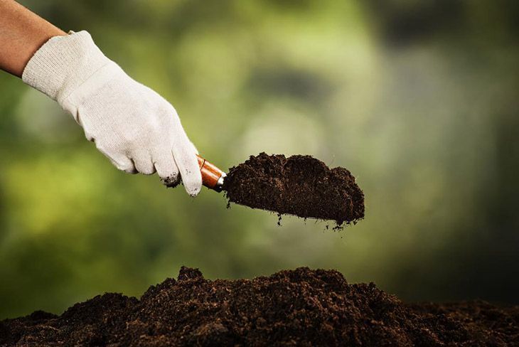 Taking-a-soil-sample-for-testing-how-many-potatoes-per-plant