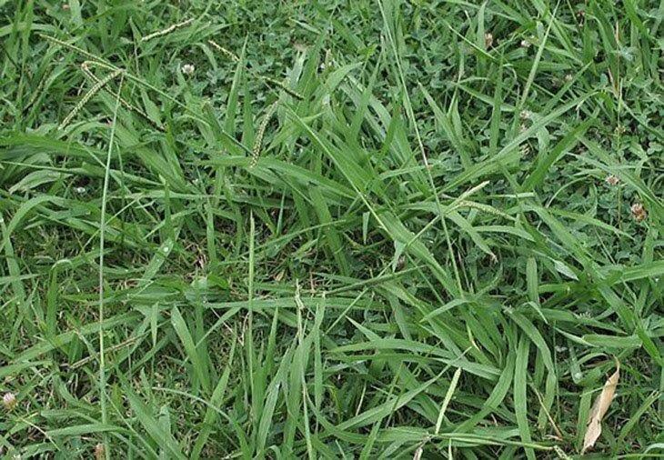 Post-Emergent-Treatments-how-to-kill-dallisgrass