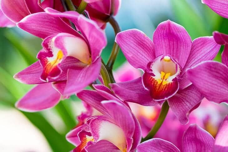A-picture-of-Cymbidium-Hybrid-Orchid-How-to-Transplant-Orchids