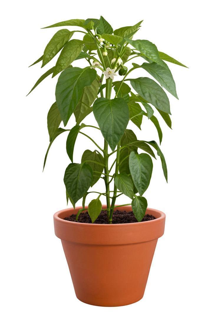 Pepper-plant-in-a-pot How-to-Prune-Pepper-Plants