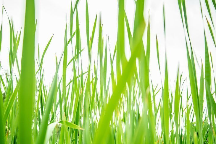 A-grown-crabgrass-weed A-grown-crabgrass-weed