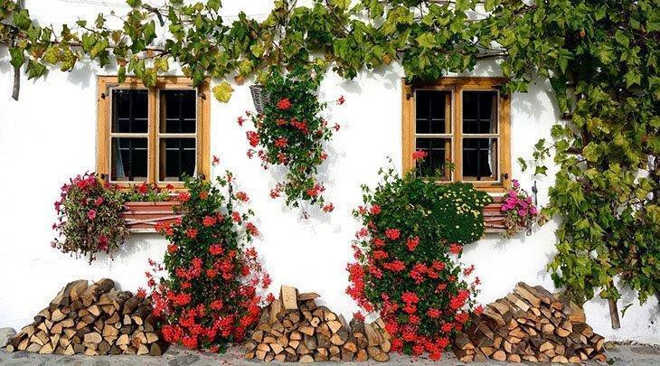 Best Climbing Plants for Trellises