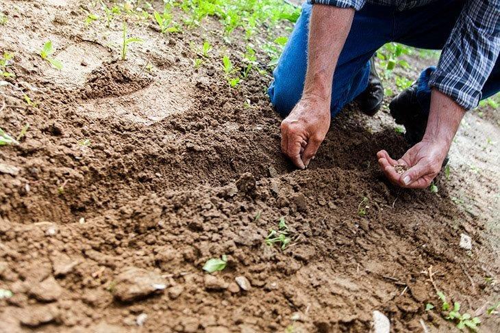 How To Keep Your Garden Look Beautiful: Simple Guidance For You! How To Keep Your Garden Look Beautiful: Simple Guidance For You!