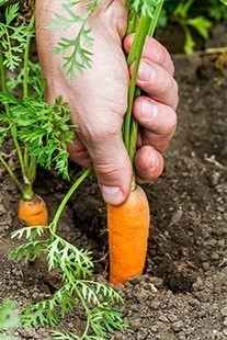 Someone pulling carrots off the ground 