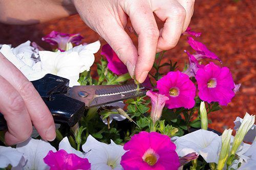 Cutting-off-the-seedpods-on-a-pot-of-petunias