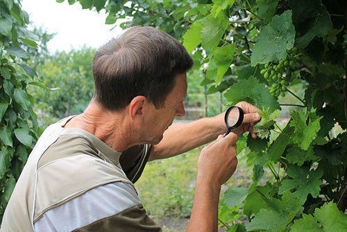 Gardener-inspects-grape-leaves-with-magnifying-glass-in-search-of-pests-and-diseases.-On-leaves-there-are-blisters-from-grape-tick-and-damages