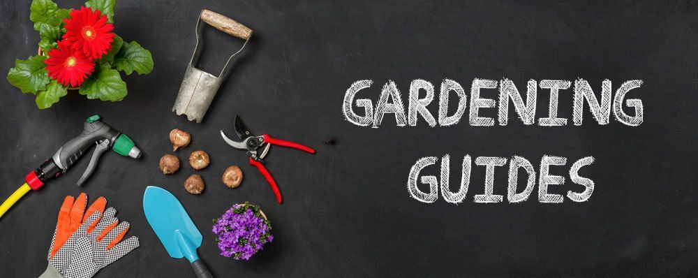 Best Gardening Guides 