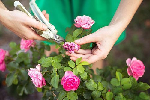 Girl-cuts-or-trims-the--bush-(rose)-with-secateur-in-the-garden