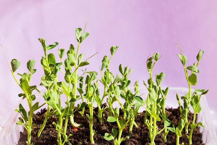 Green-bean-sprouts-on-the-soil-in-the-vegetable-garden-and-have-