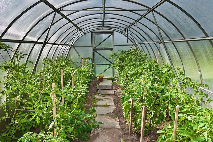 best-grow-tent-for-your-garden best-grow-tent-for-your-garden