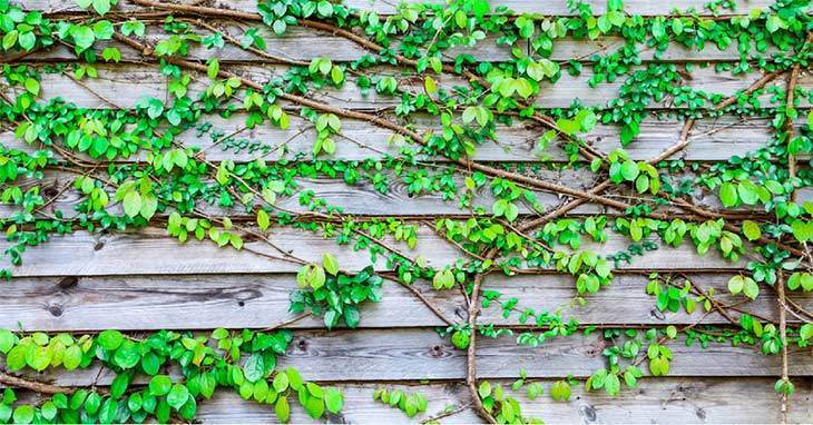 How to Pick the Best Plants for Your Landscape (Proven Tips In 2019) How to Pick the Best Plants for Your Landscape (Proven Tips In 2019)