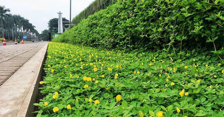 How to Pick the Best Plants for Your Landscape (Proven Tips In 2019) How to Pick the Best Plants for Your Landscape (Proven Tips In 2019)
